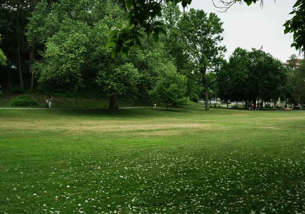 servicios especiales